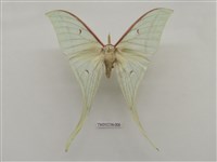 藏品(長尾水青蛾)的圖片